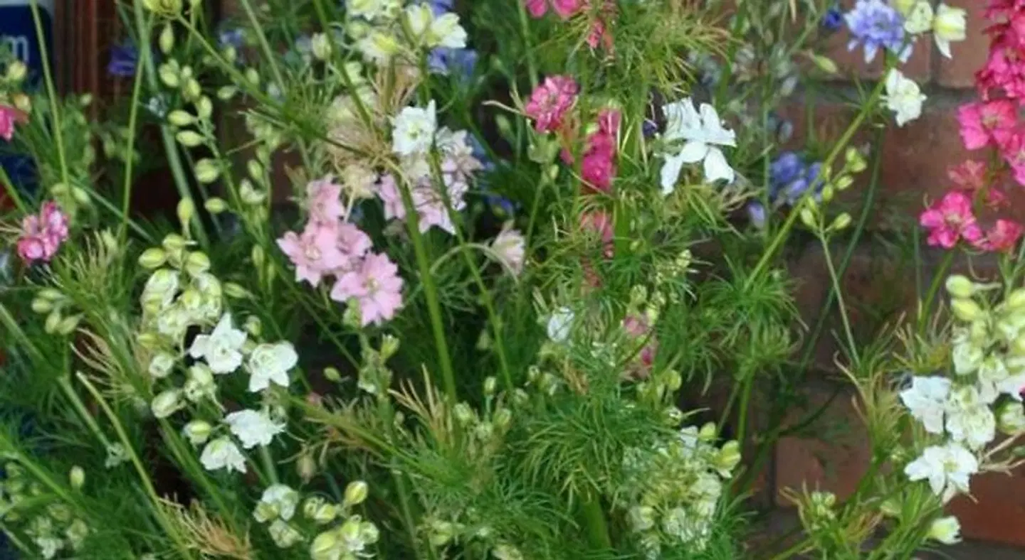 Elms Farm Garten
