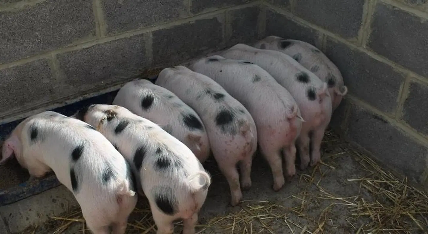 Elms Farm Tiere