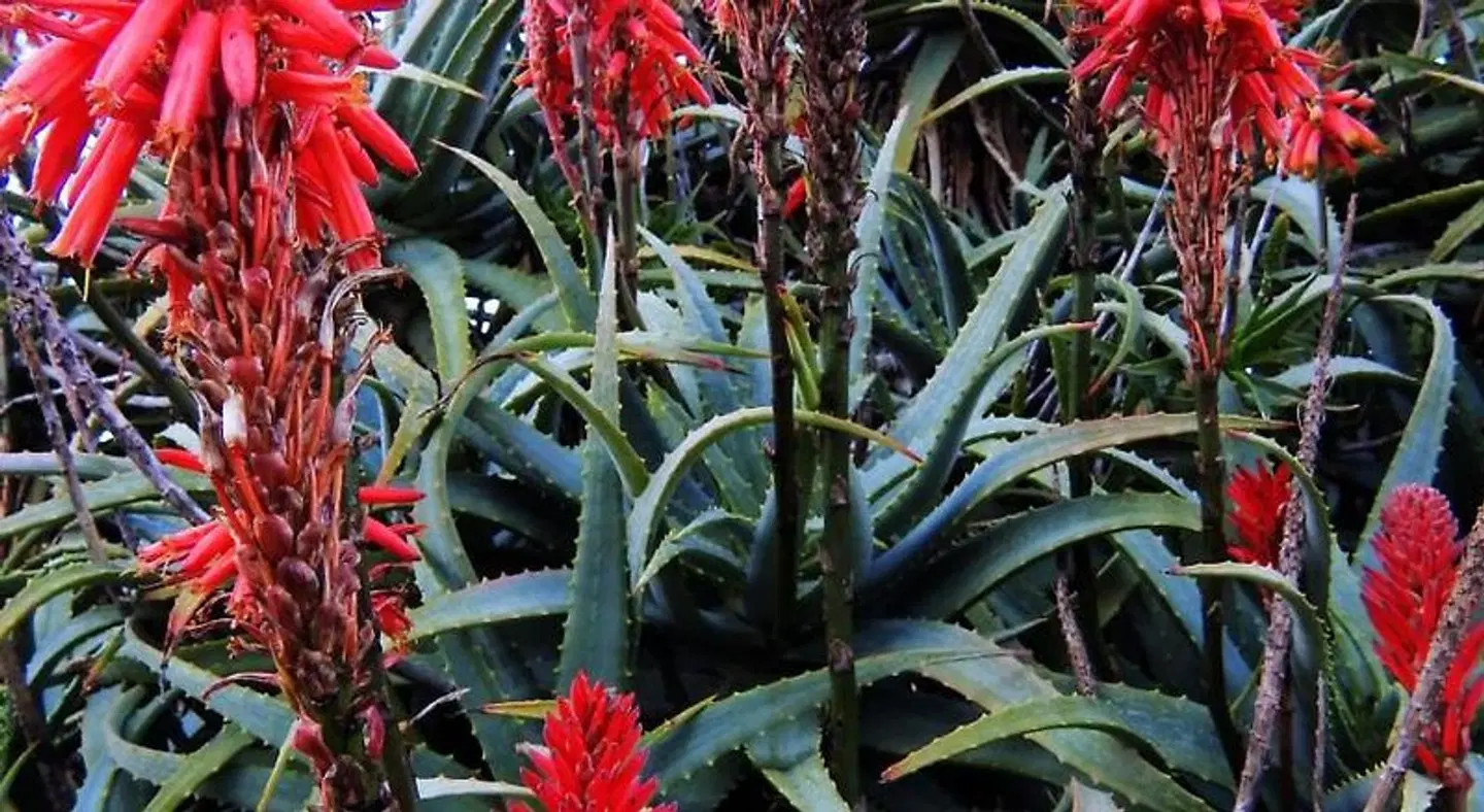 Kairos Lodge Garten