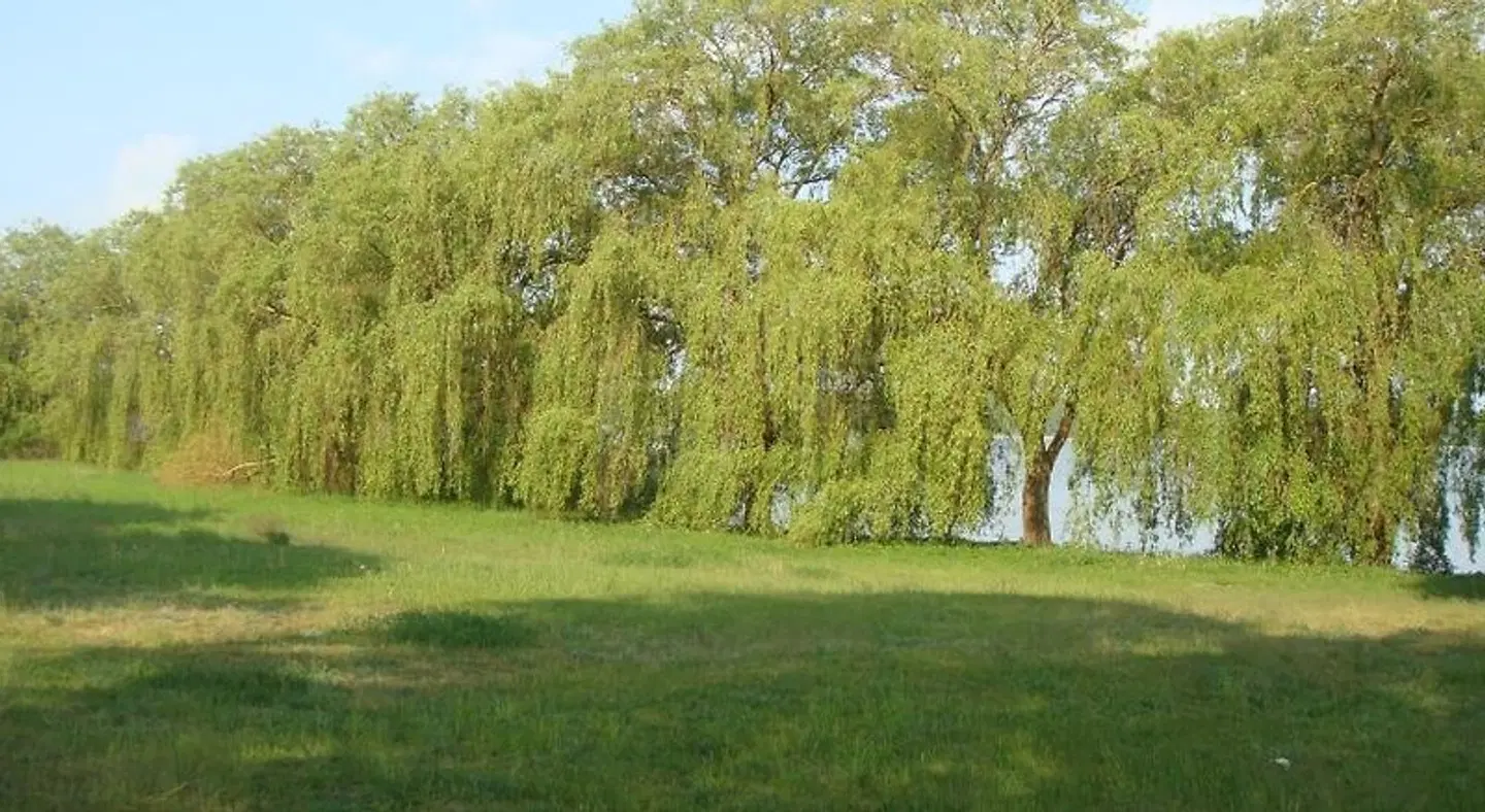 Am Wariner See LANDSCAPE