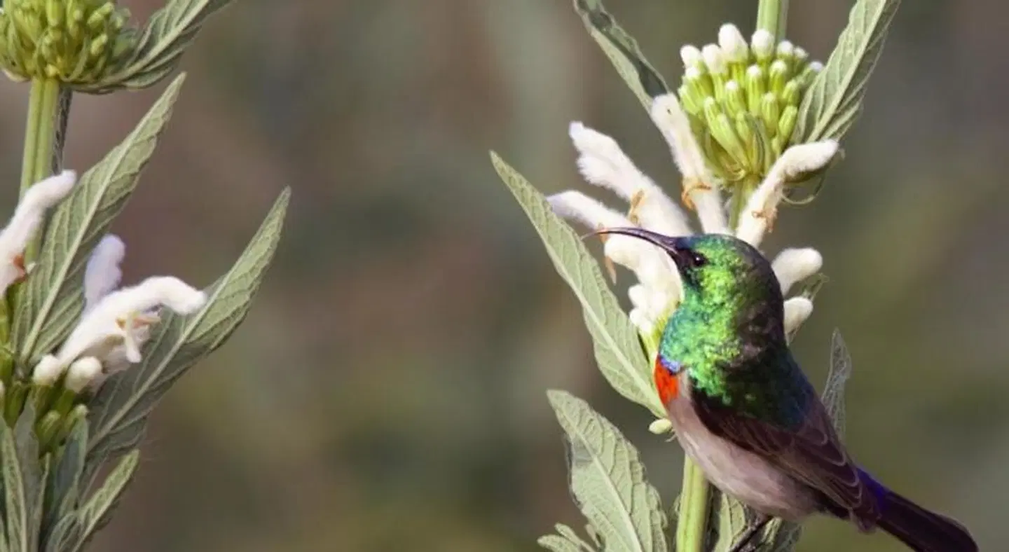Cederkloof Botanical Retreat Tiere