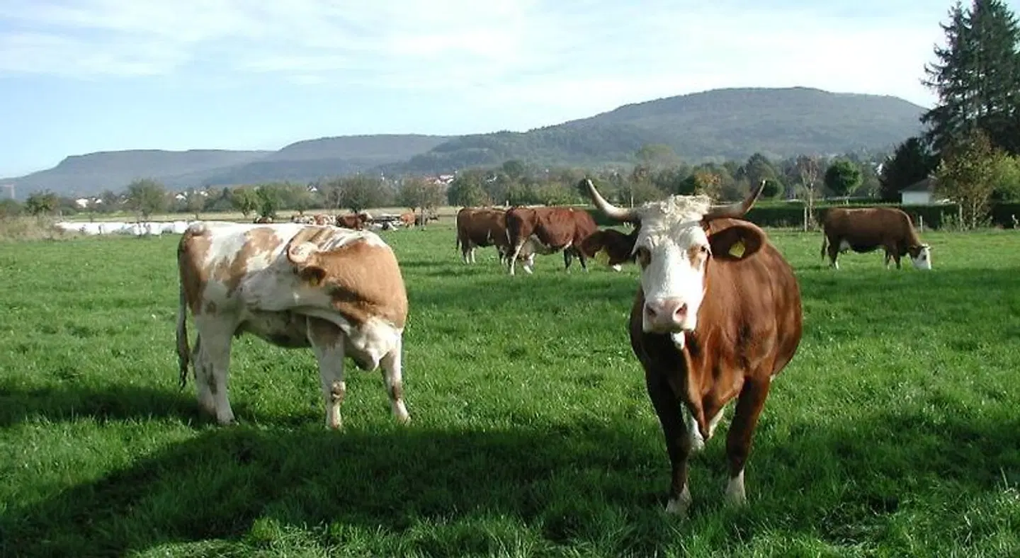 Tagungszentrum Bad Boll Tiere