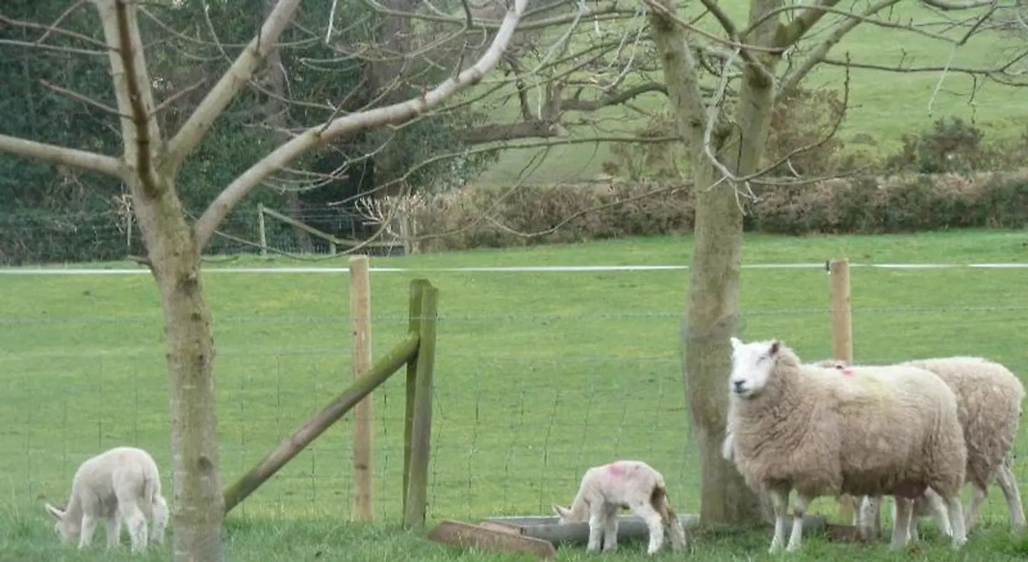 Oakenholt Farm Bed and Breakfast Tiere
