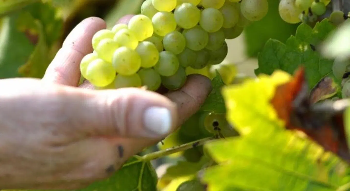 Wein im Turm LANDSCAPE