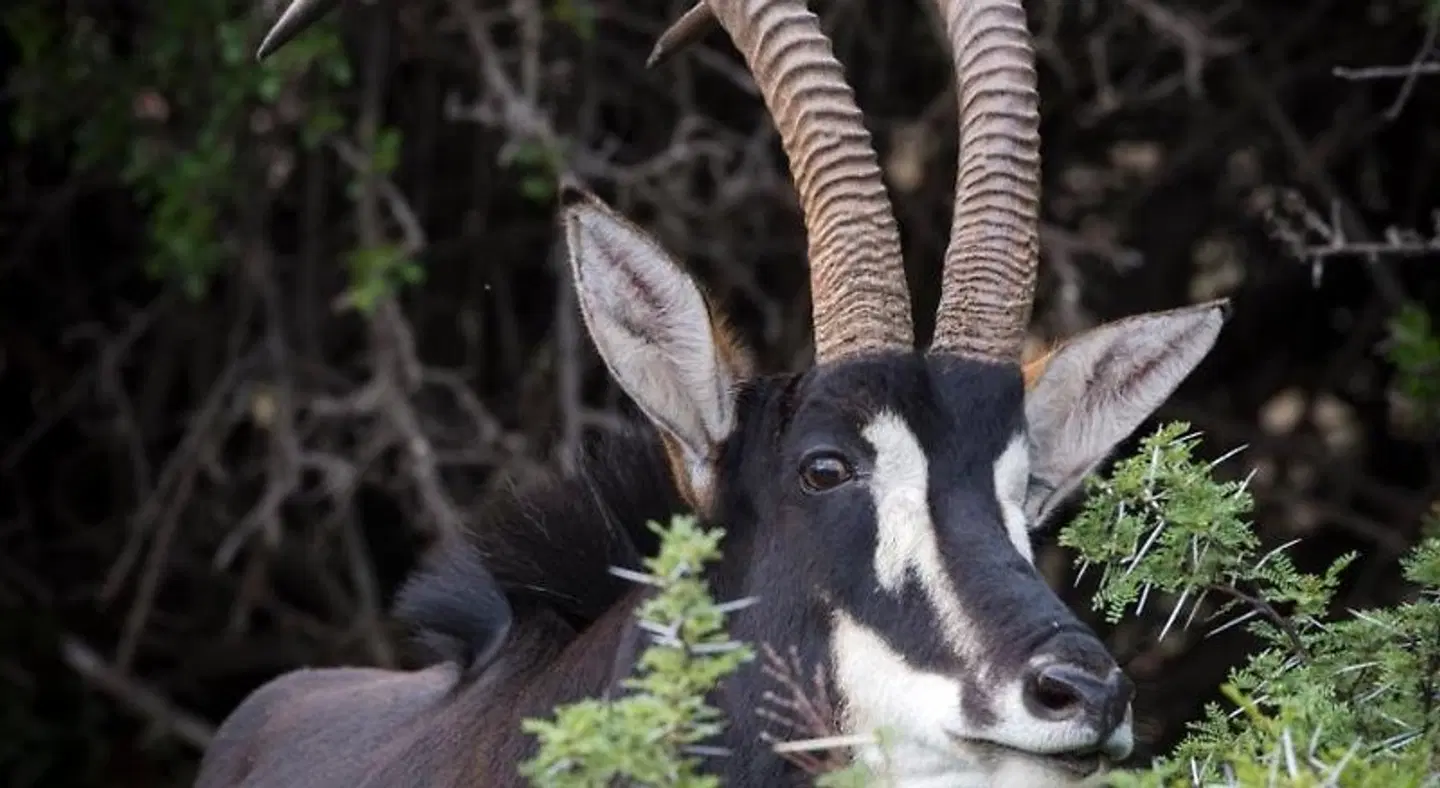 Mount Camdeboo Private Game Reserve Tiere