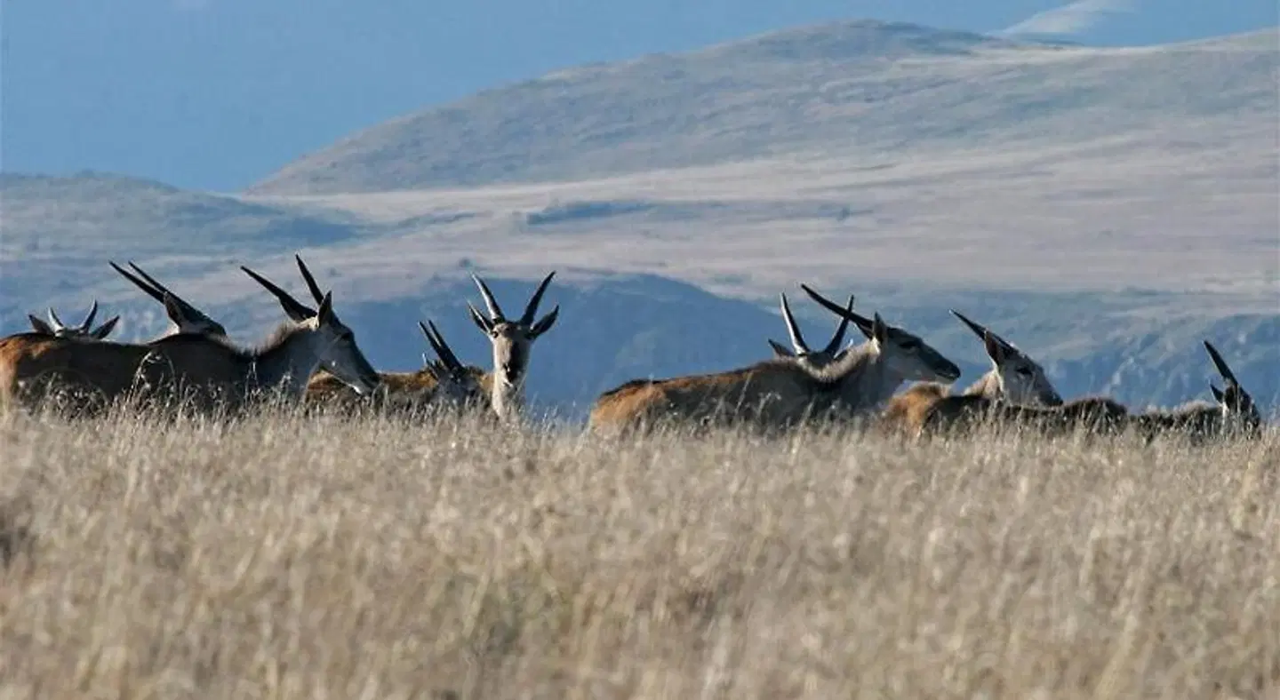 Mount Camdeboo Private Game Reserve Tiere