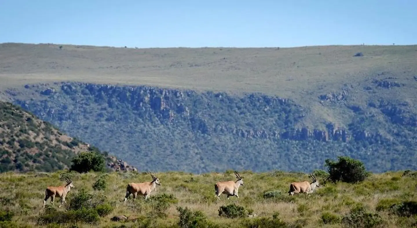 Mount Camdeboo Private Game Reserve Tiere