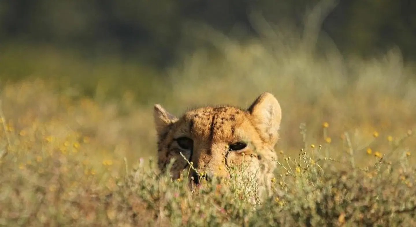 Mount Camdeboo Private Game Reserve Tiere