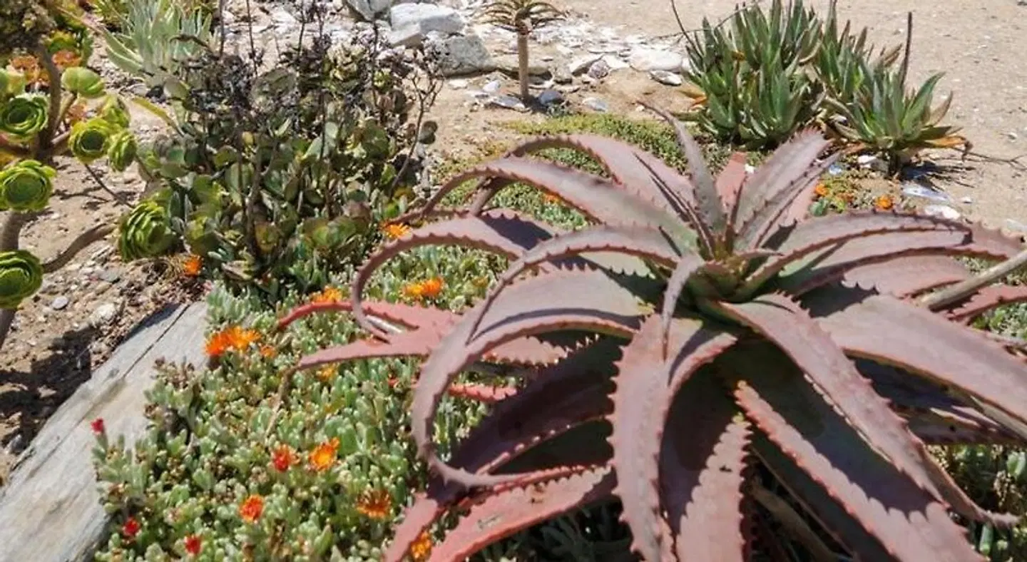Beach Cottage Kleinzee LANDSCAPE