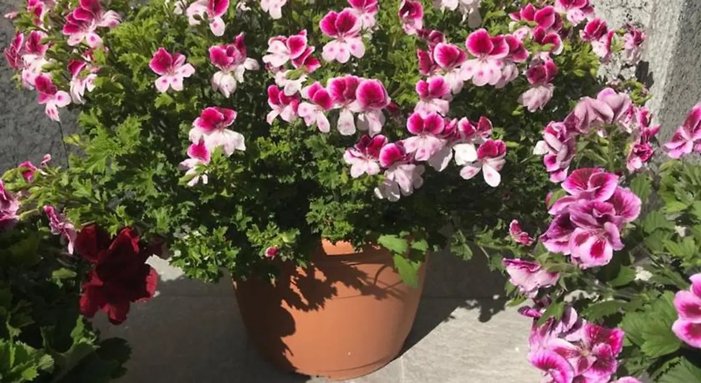 Dely B&B Garten