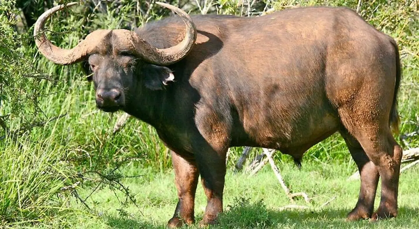 Mount Camdeboo Private Game Reserve Tiere