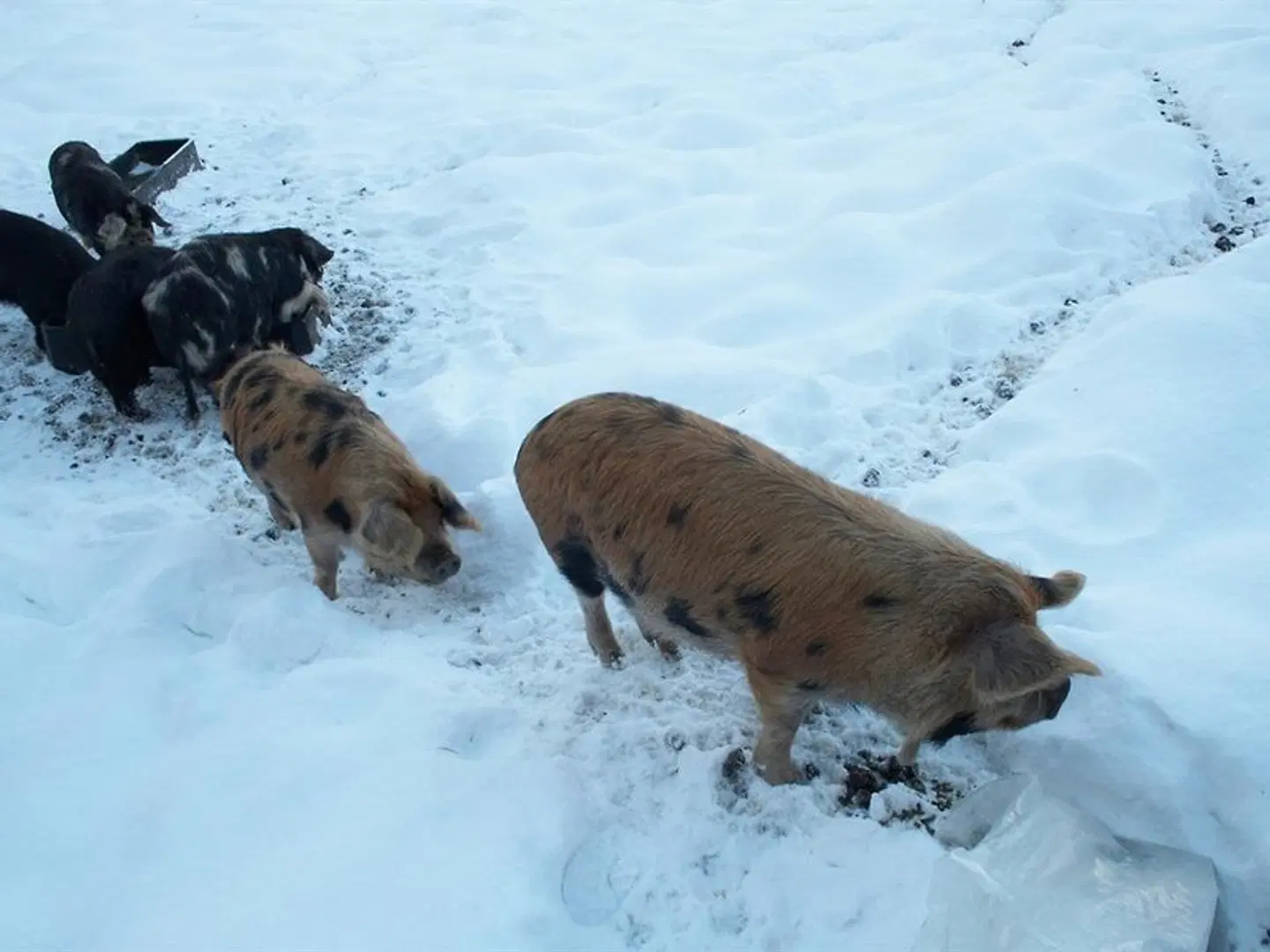 Burnhopeside Hall Tiere