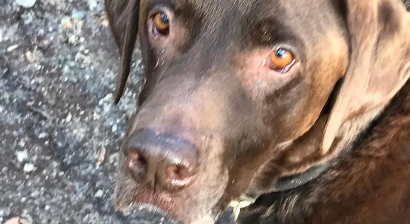 Sunrise Guest House Tiere