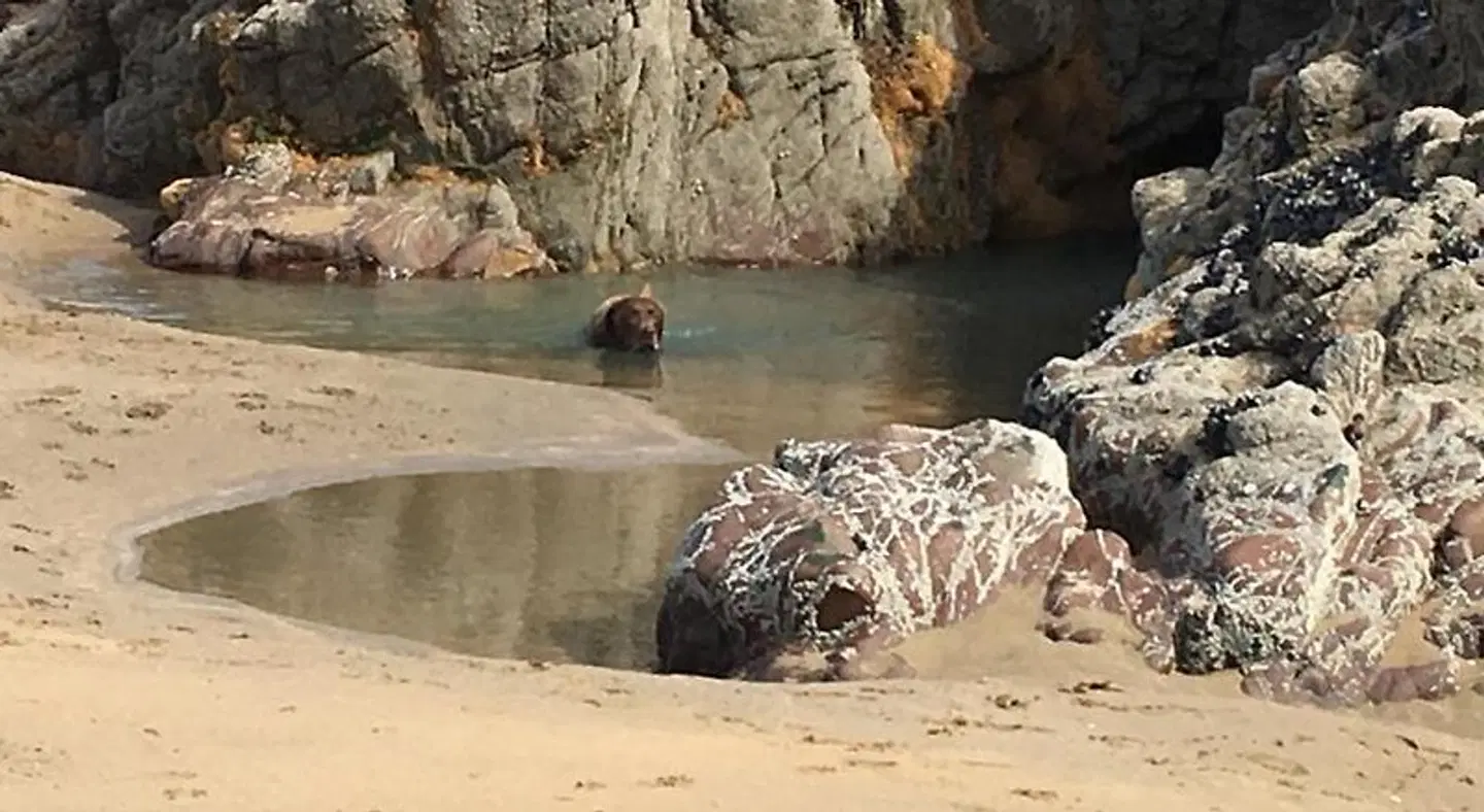 Sunrise Guest House Tiere
