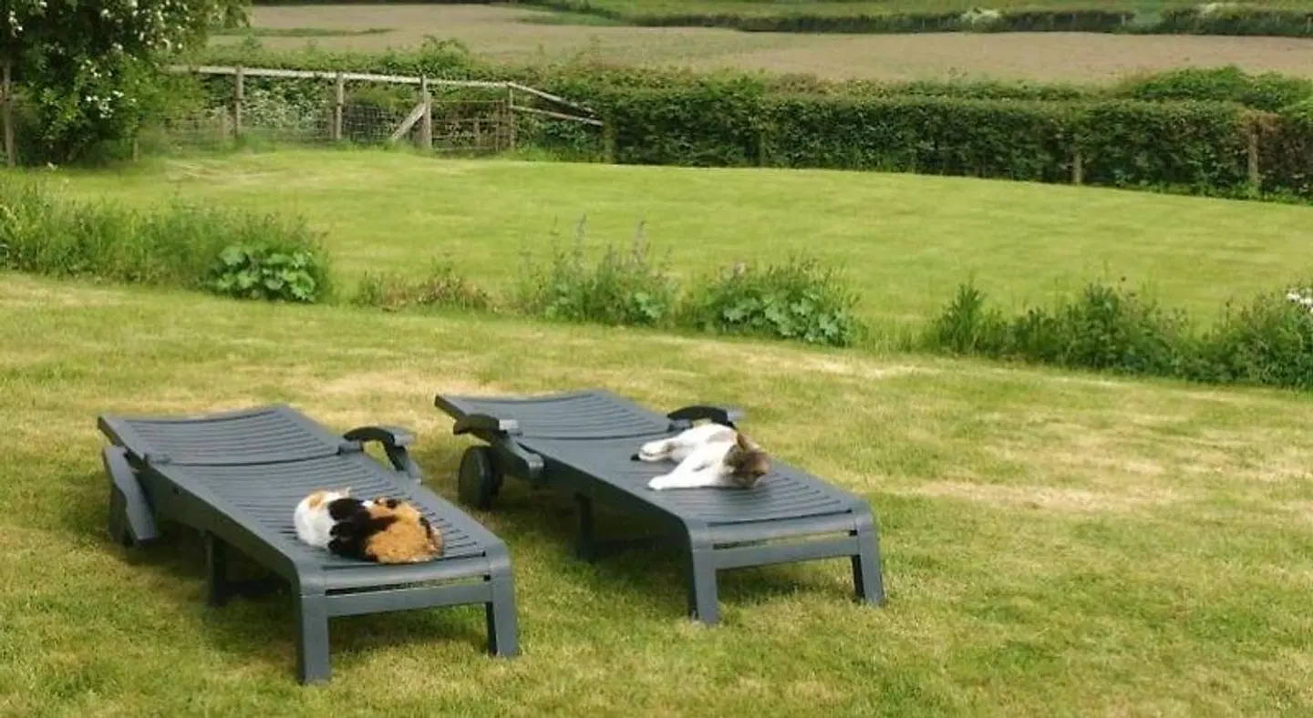 Upper Letton Farmhouse Tiere