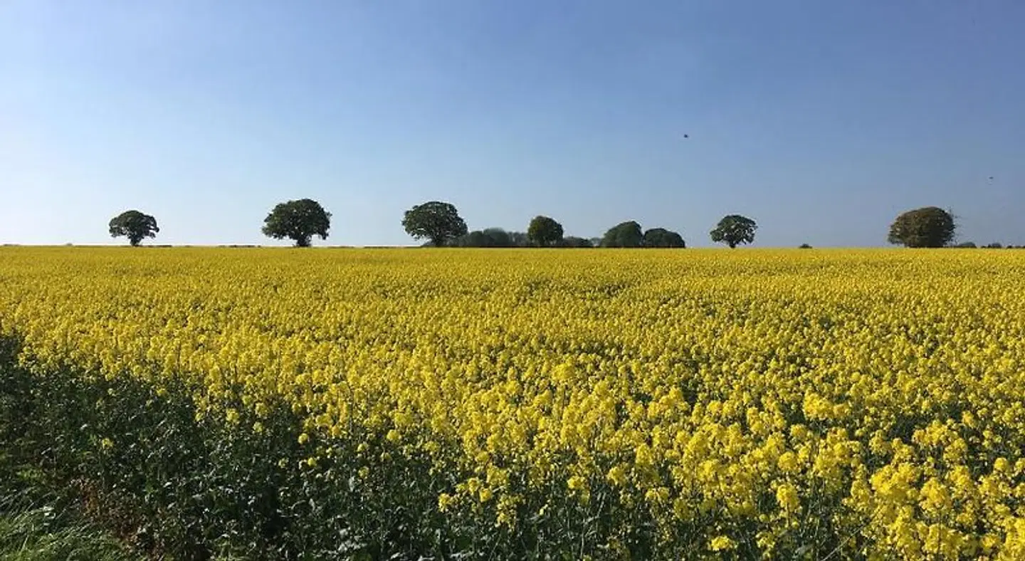 Woodcock Farm LANDSCAPE