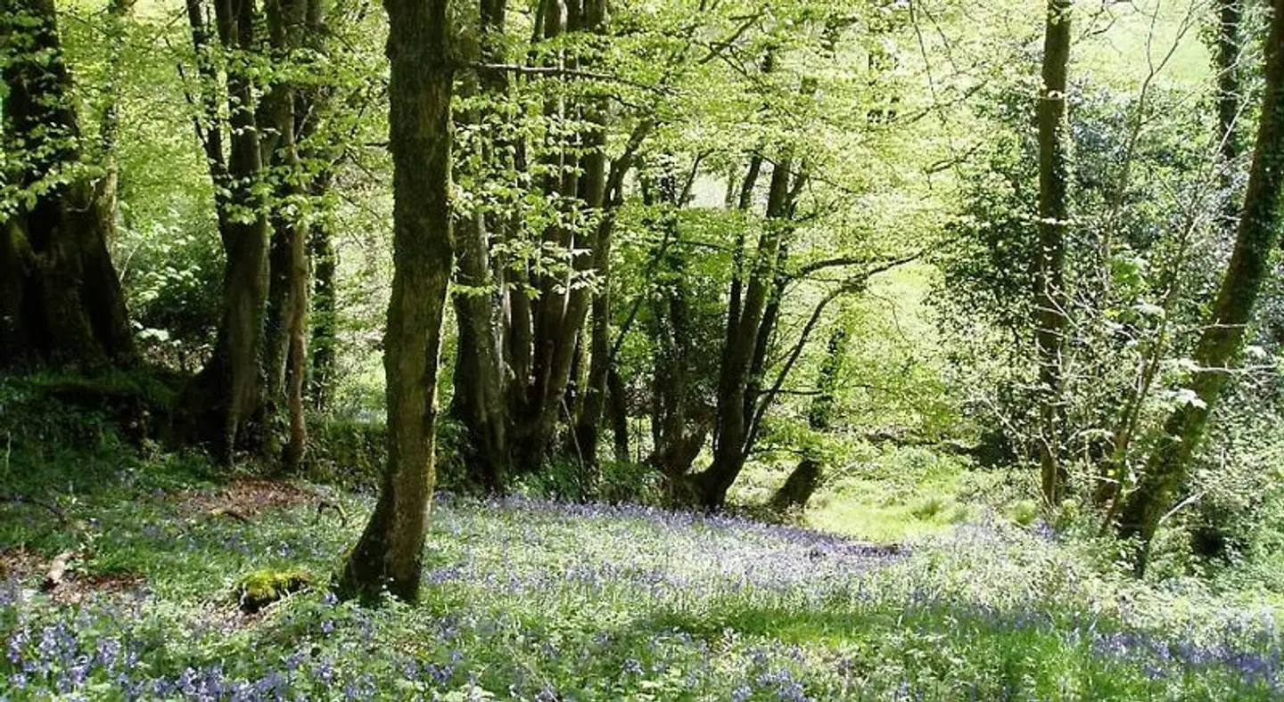 Tregondale Manor Farm LANDSCAPE