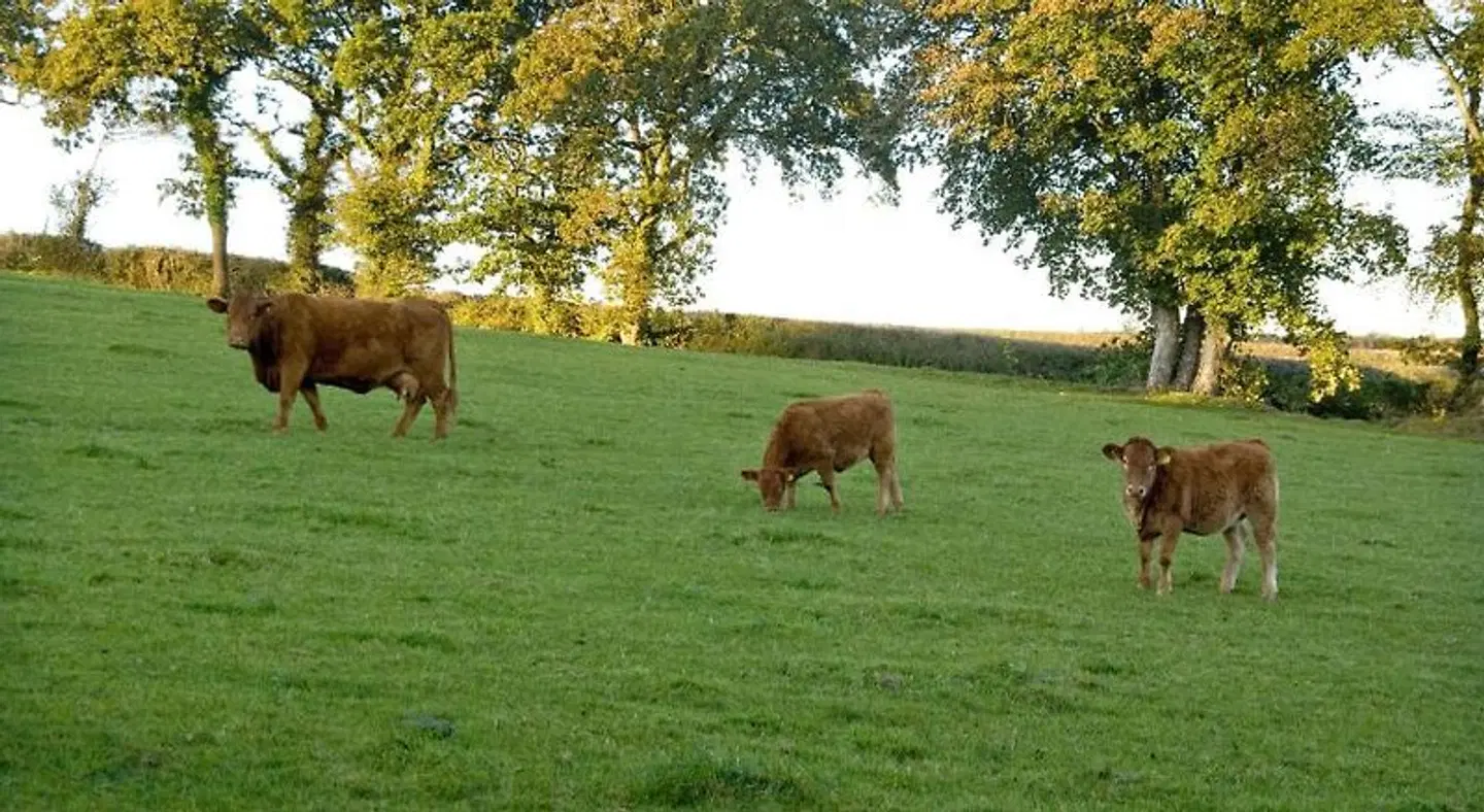 Tregondale Manor Farm Tiere