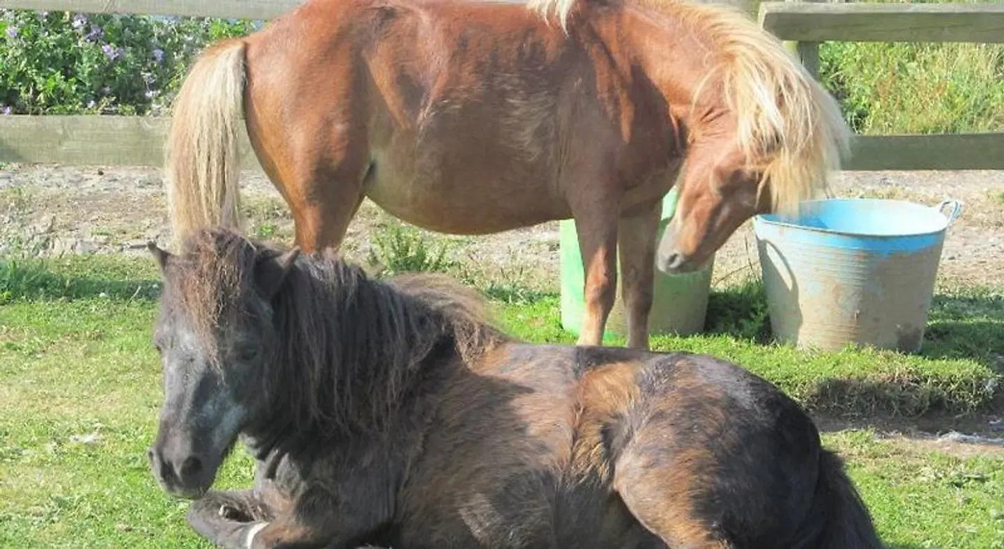 Upton Cross B&B Tiere