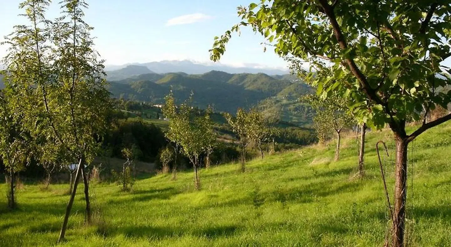 Chalet Il Bosco dei Mille Frutti LANDSCAPE