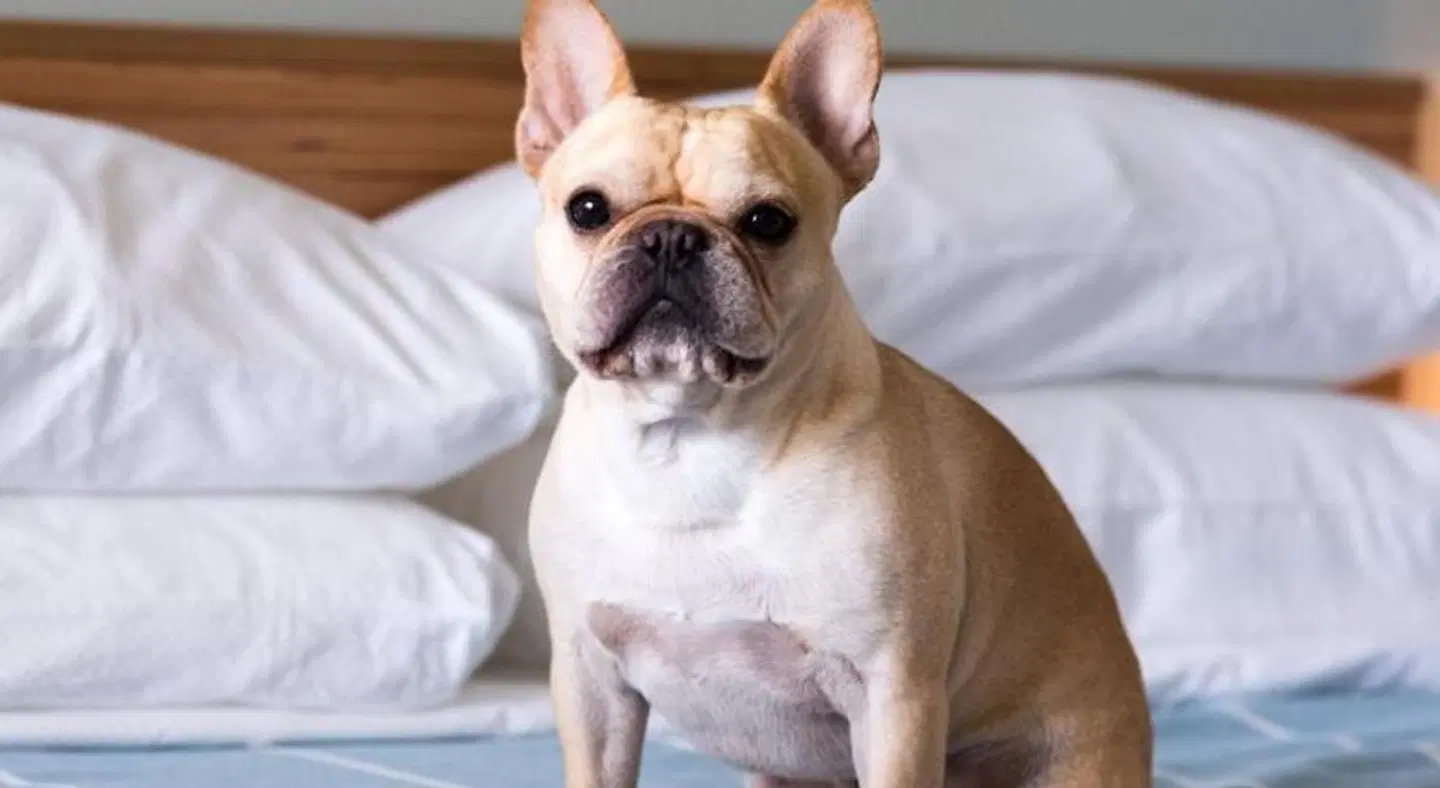 East Austin Hotel Tiere