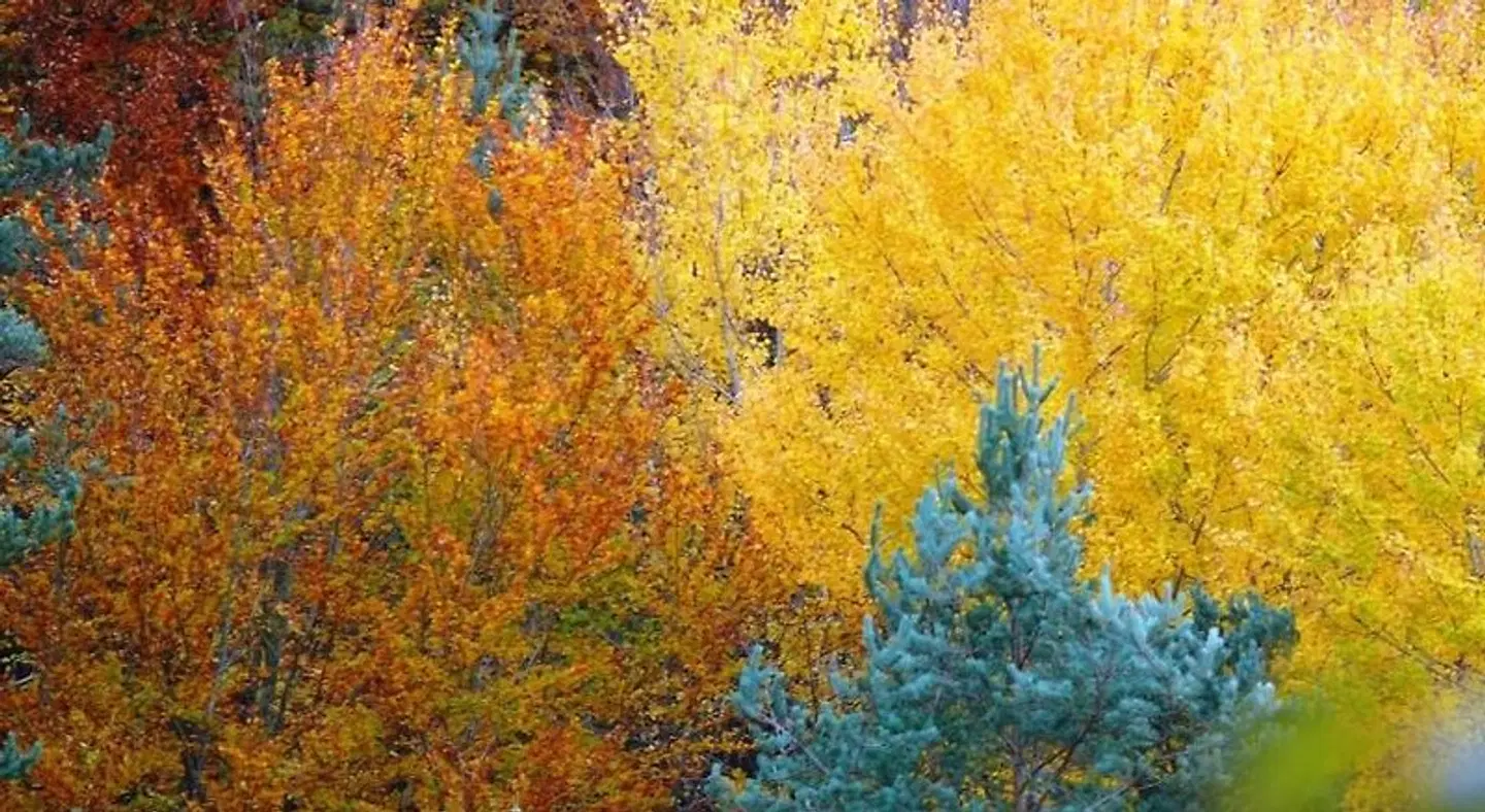 Pension Txiki LANDSCAPE