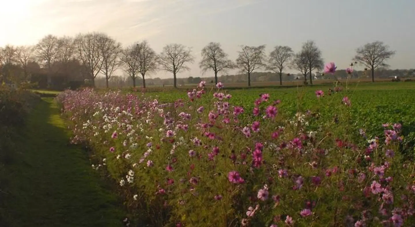 Het blauwe huis Garten