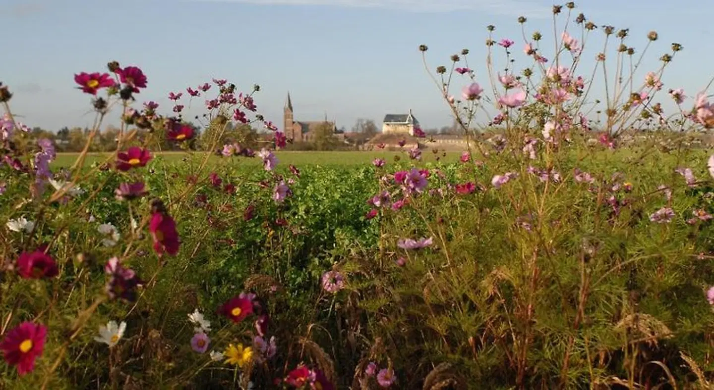 Het blauwe huis LANDSCAPE