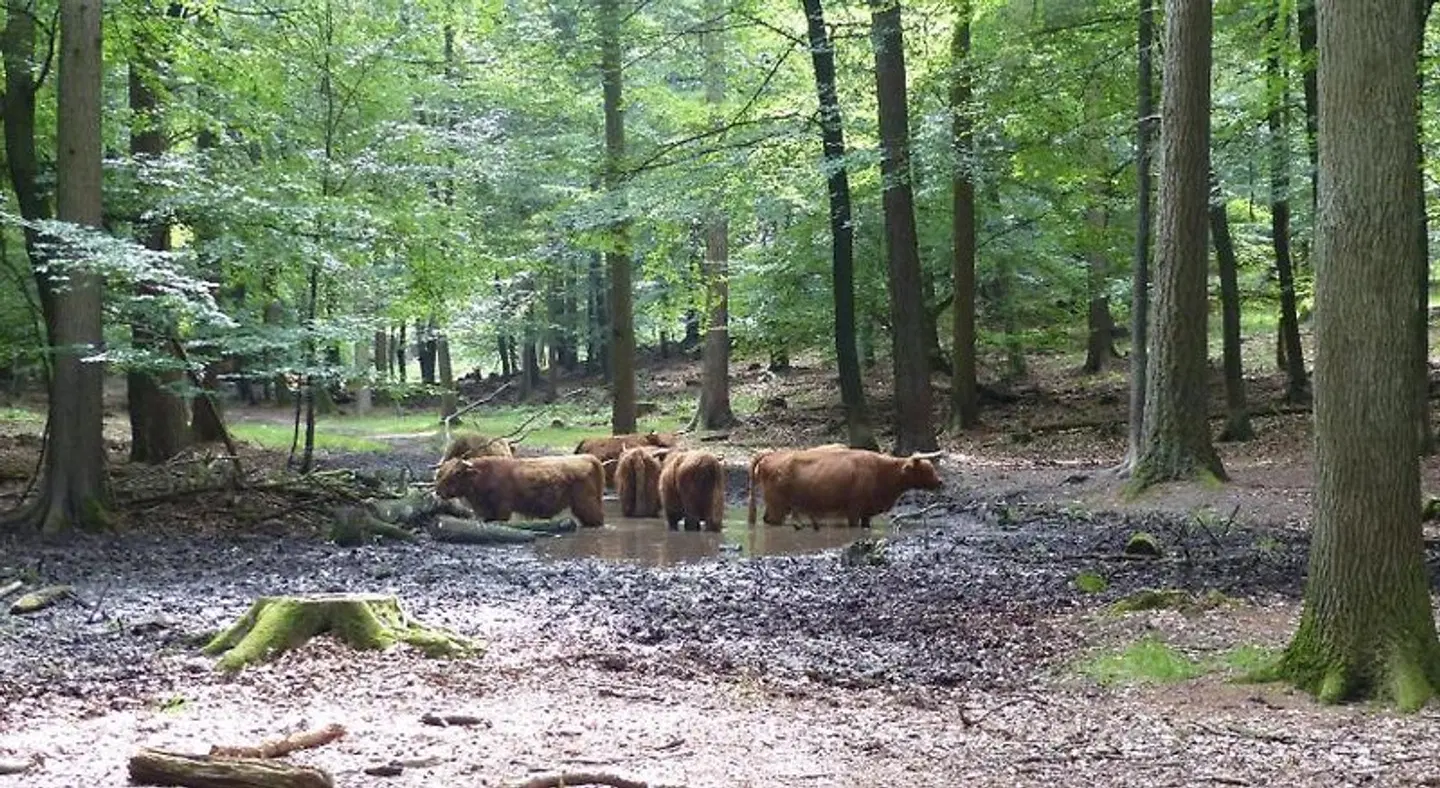 B&B Onder de rode beuk Tiere