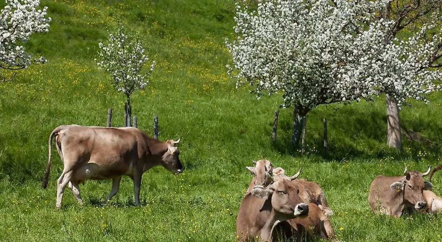 Rössle Tiere