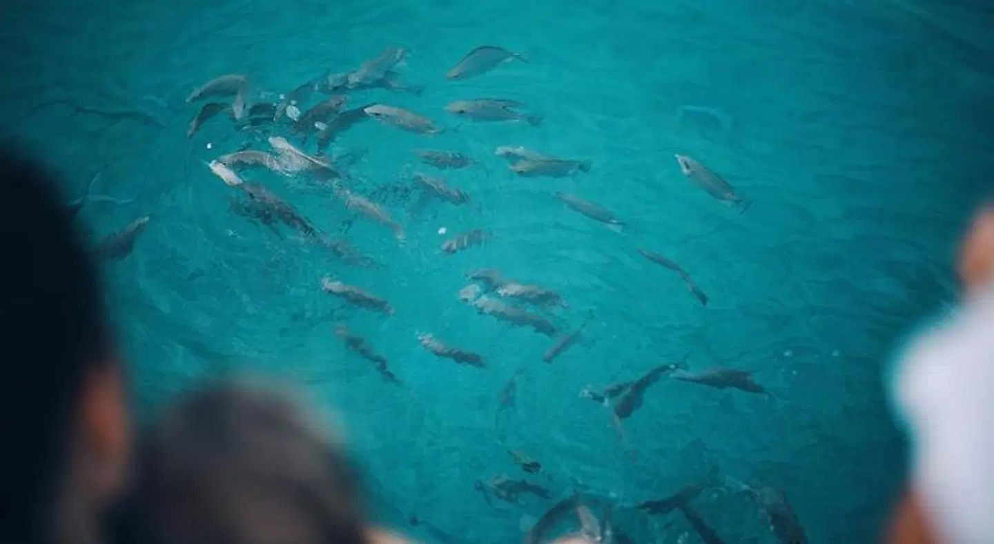 Beach Natural Resort Tiere