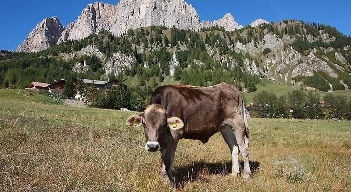 Pensione Sellablick Tiere