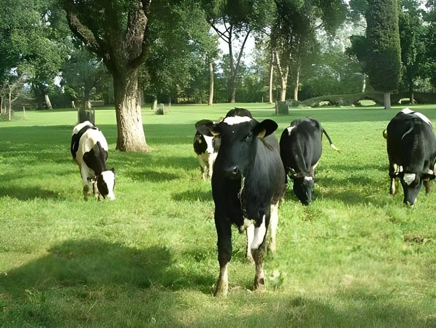 Agriturismo Pantano Borghese Tiere
