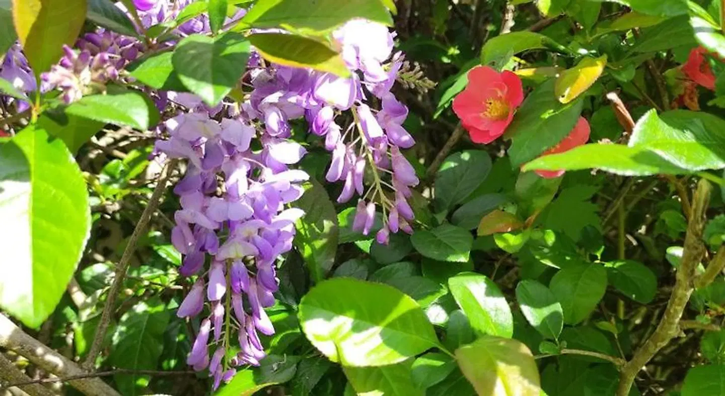 13 Bees LANDSCAPE