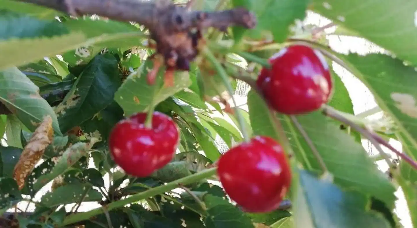 Woodlands of Balingup Bush Cottages Landschaft