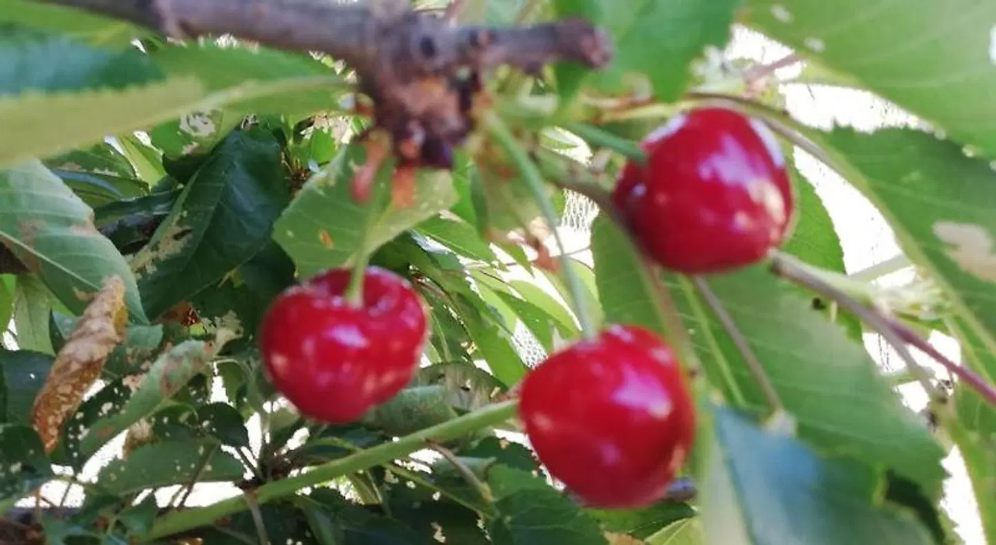 Woodlands of Balingup Bush Cottages LANDSCAPE