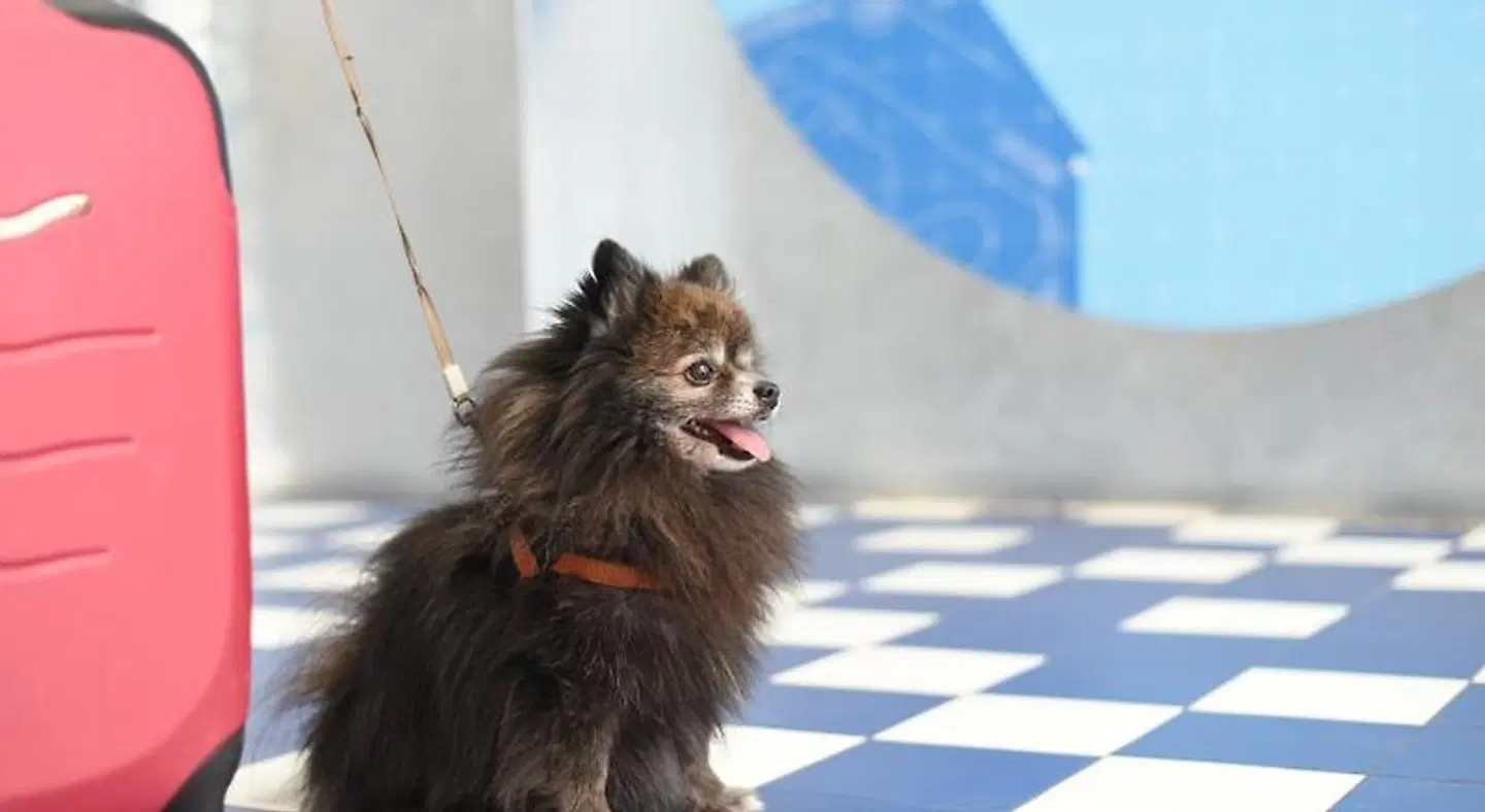 LoopINN Hostel Cartagena Tiere