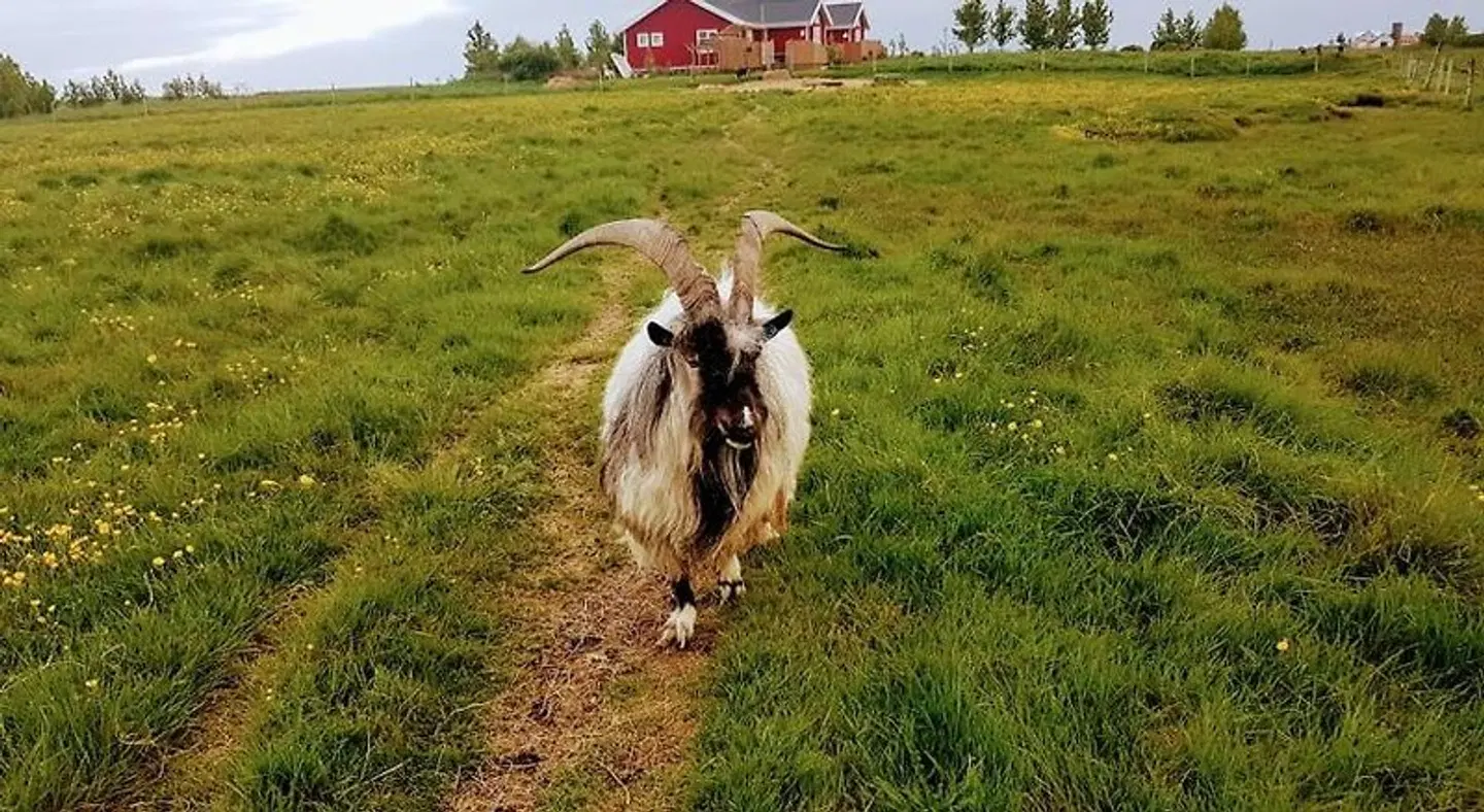 Skálatjörn Guesthouse Tiere