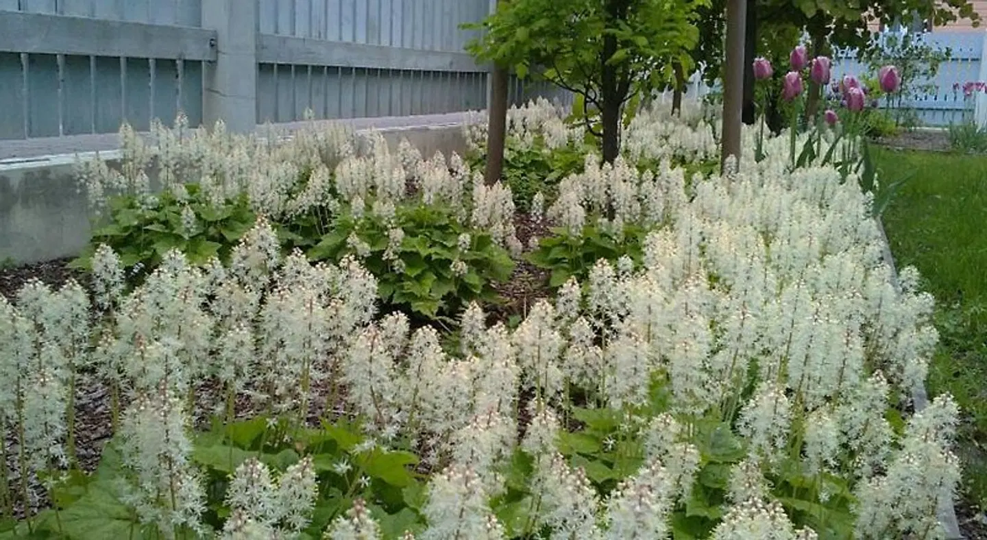 Lahe Guesthouse Garten