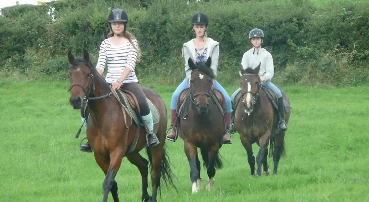 The Rock Equestrian Farm B&B Tiere