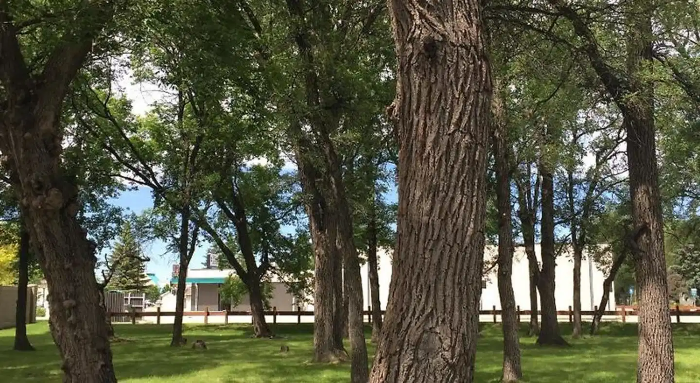 Yellow Quill Motel Garten