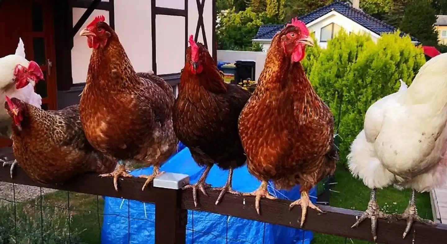 Havelapartments Gatow Tiere