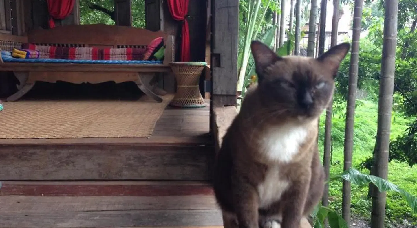 BaanBooLOo Guesthouse Tiere