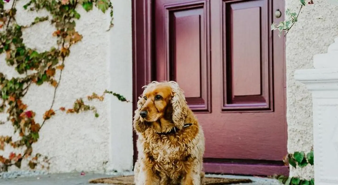 Abbeyview House Tiere