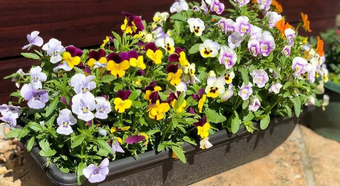 Carisbrooke Guest House LANDSCAPE