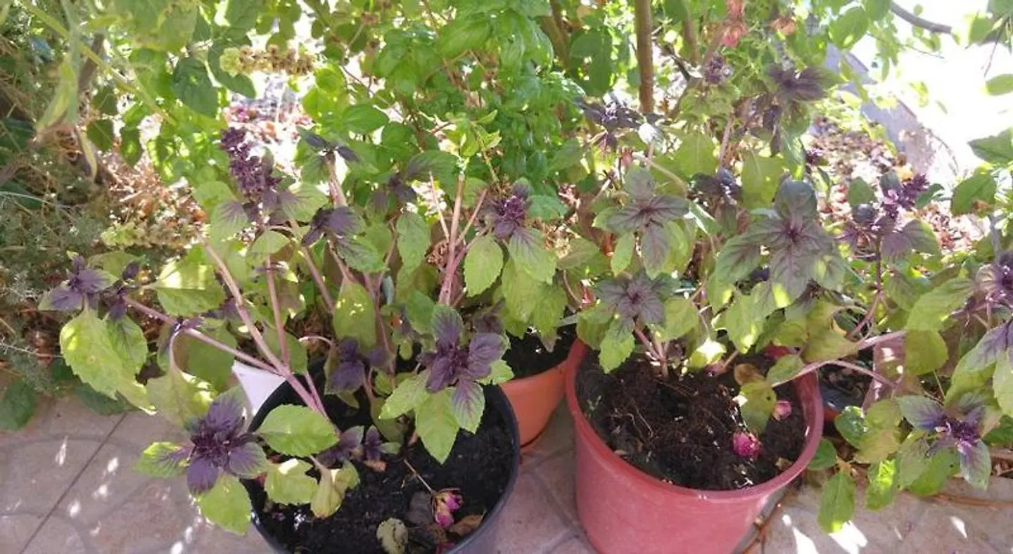 Casa Joya Garten