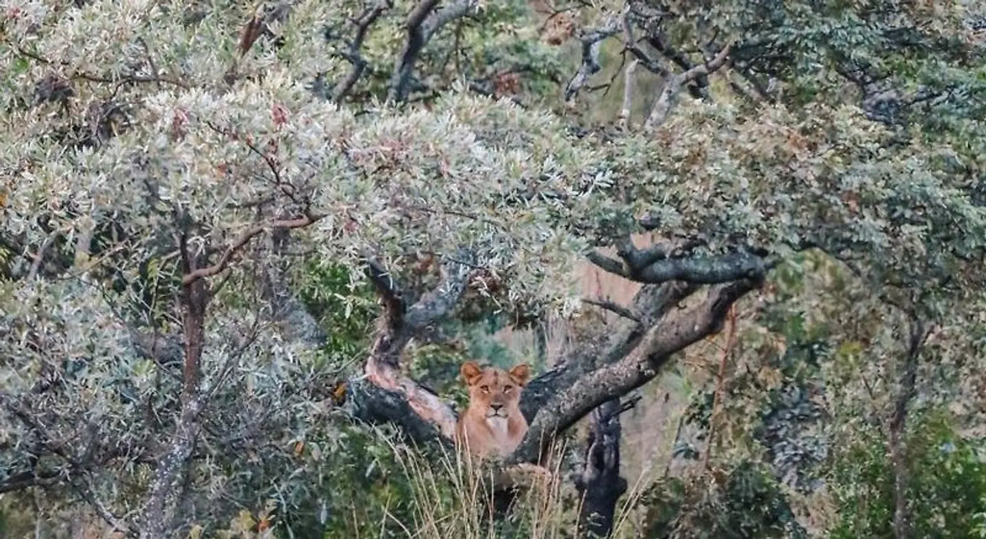 Tshwene Lodge Tiere
