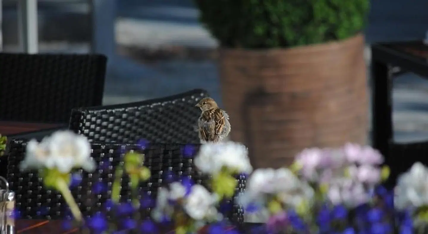 Strandhotel Binz Tiere
