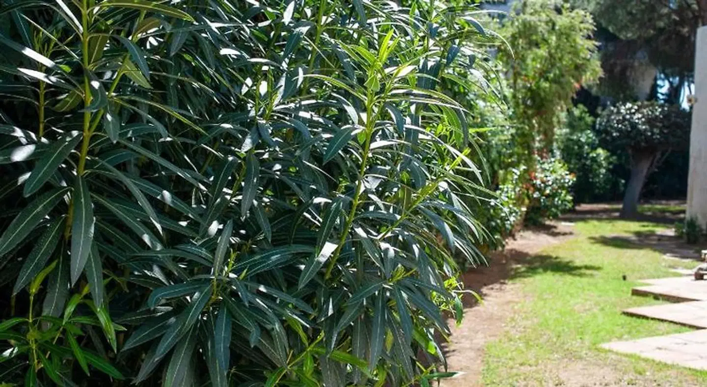 Villa Marina Marbella Garten