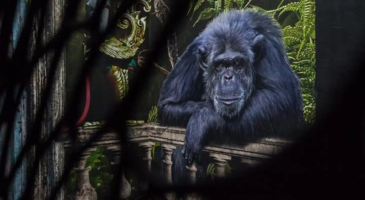 Boutique Hotel K7 Tiere